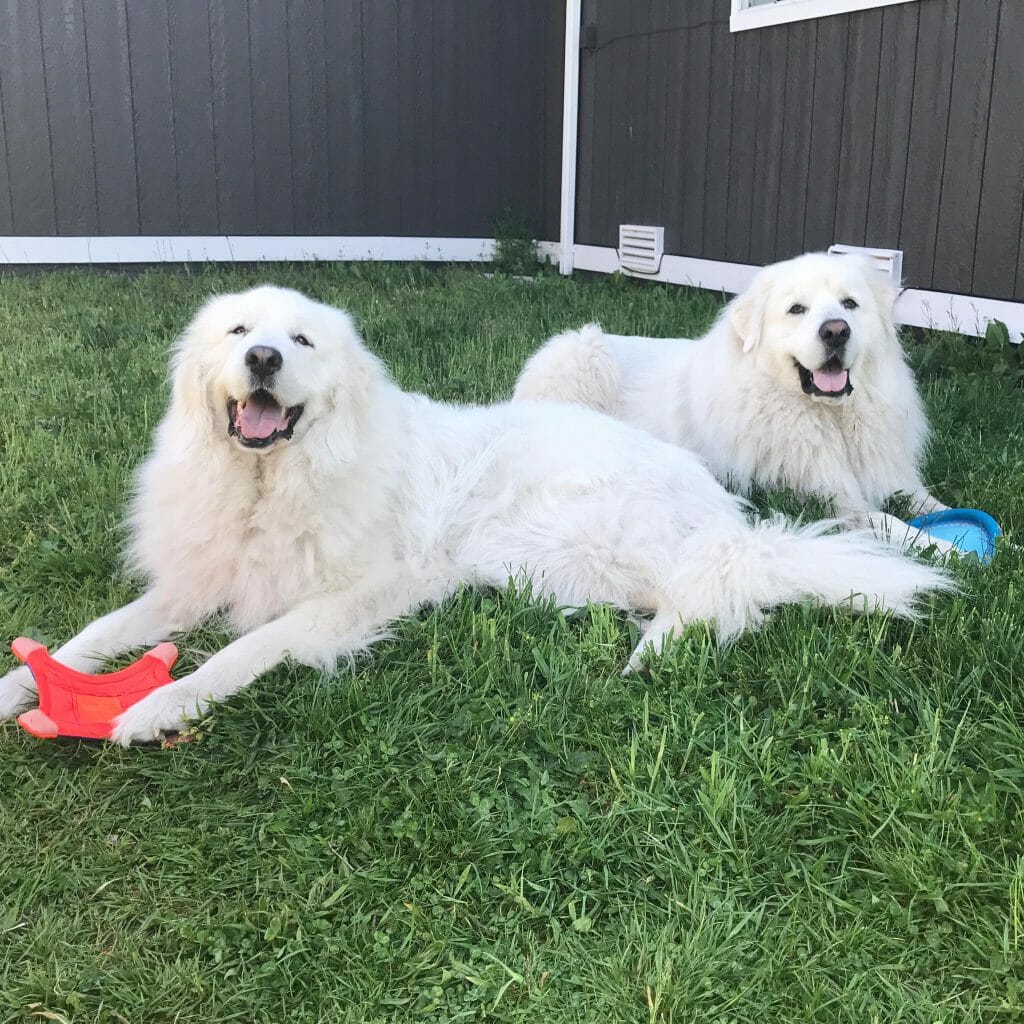 great pyrenees precio