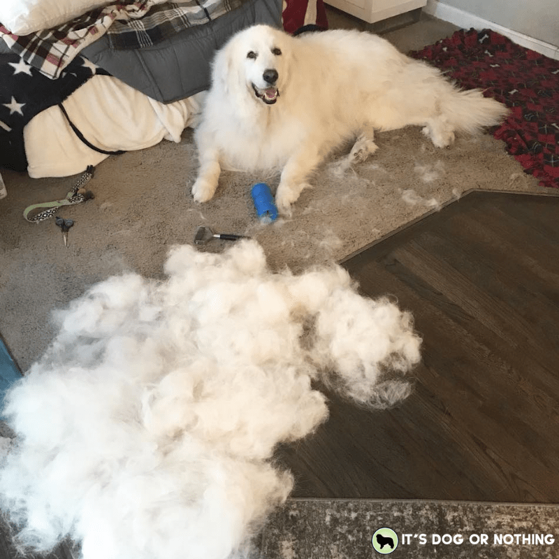 How Much Does A Great Pyrenees Cost It S Dog Or Nothing