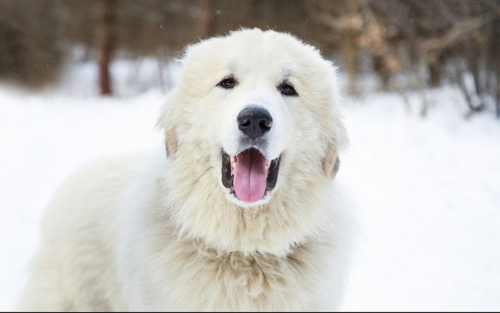 Great pyrenees food allergies hotsell