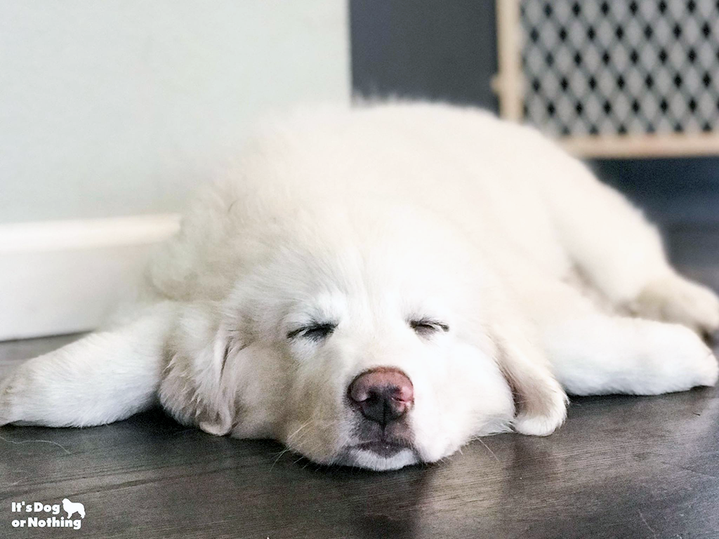 A great hot sale pyrenees puppy